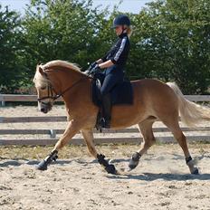 Haflinger FANNI 