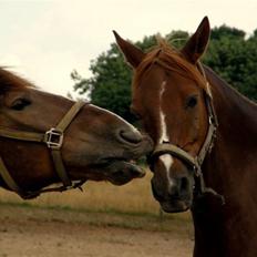 Anden særlig race Jamie