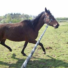 Dansk Varmblod Storåens Nikita