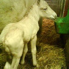 Fjordhest svinget´s Altivo