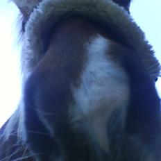 Islænder Fifla Fra Ø.Hornum (død)