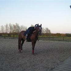 New Forest Nielands Mariebelle