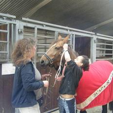 New Forest Nielands Mariebelle