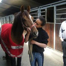 New Forest Nielands Mariebelle