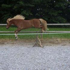 Islænder Sómi Fra Aaskoven (solgt)