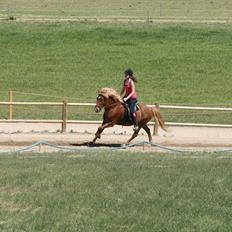 Islænder Sómi Fra Aaskoven (solgt)