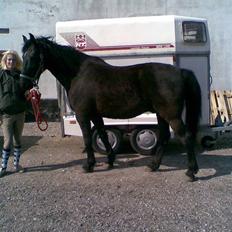 Anden særlig race Piquet