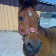 DSP Ryttergårdens nika