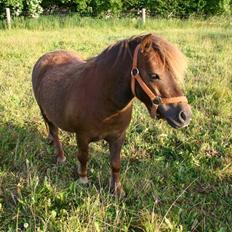 Shetlænder speedy 