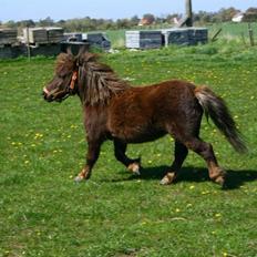 Shetlænder speedy 