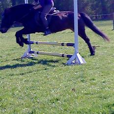 Anden særlig race Wendy (elevpony HE)