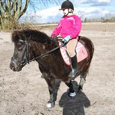 Shetlænder Sabrine