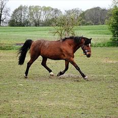 New Forest Macoy