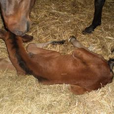 New Forest Røllikehus Shamai