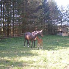 New Forest Røllikehus Shamai