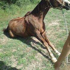 Hollandsk Sportspony Rico<3 