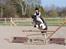 Tysk Sportspony Kiowa 006  *R.I.P* - dejlige kiowa :)