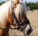 Haflinger Fanni