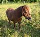 Shetlænder speedy 
