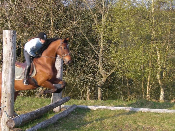 Holstener VodajoT.M 'Solgt* - første gang du spring i terran foto: olgaard<3 billede 6