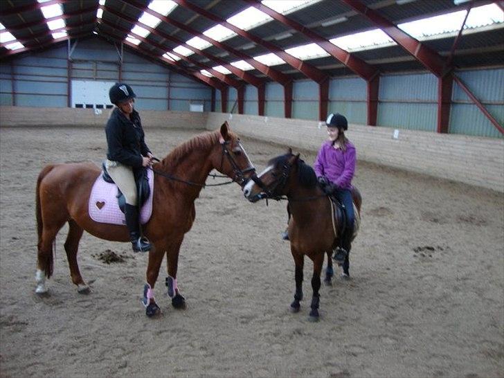 Anden særlig race Valentin - stranden- billede 11