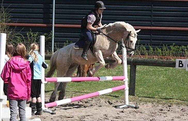 Anden særlig race Oswald (savnet) - Billede: Mie Alstrup - Mini stævne :D billede 10