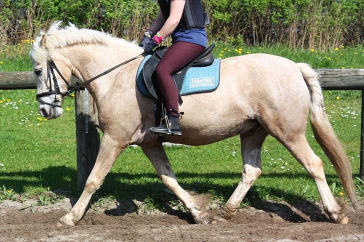 Anden særlig race Oswald (savnet) - Spring træning 22. maj (: billede 11