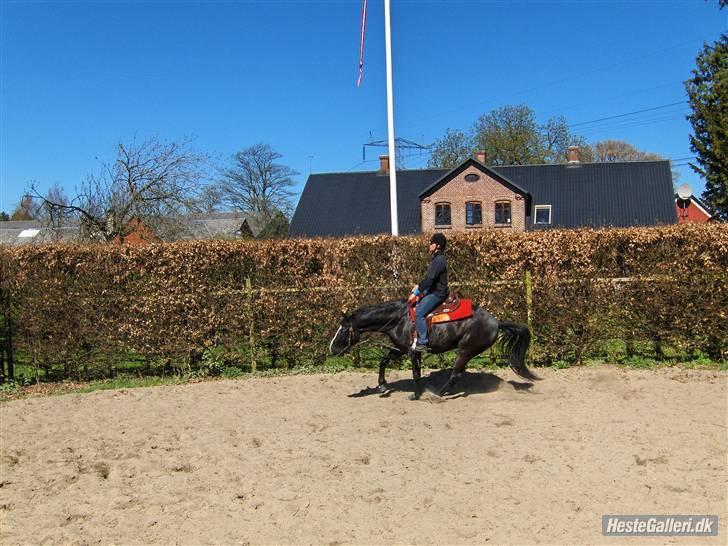 Fuldblod (XX) White Blackie - Vi kan stadig slide - selv efter pause.. billede 12