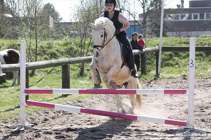 Anden særlig race Oswald (savnet) - Billede: Mie Alstrup - Mini stævne :D billede 13