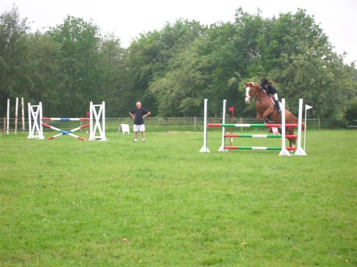 Dansk Varmblod Red Morning billede 10