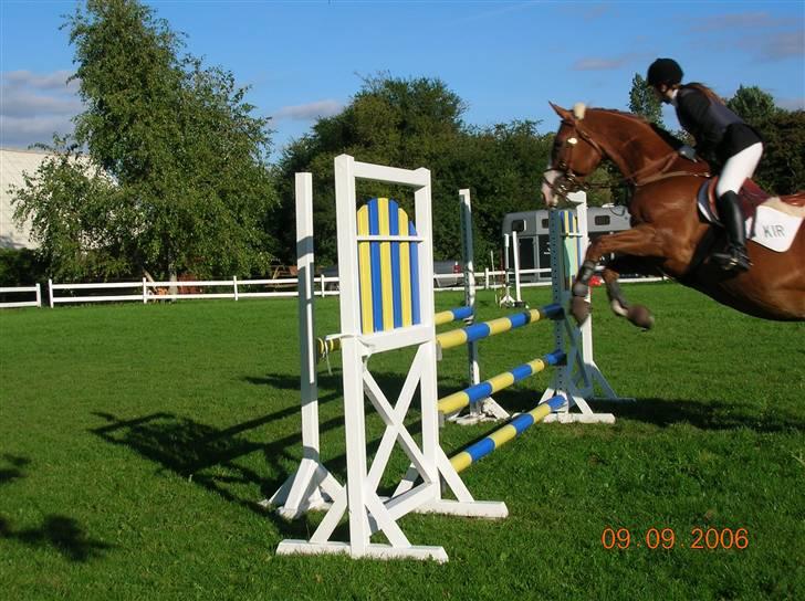 Dansk Varmblod Red Morning billede 11