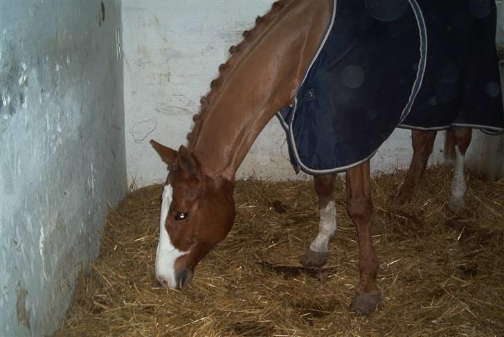 Dansk Varmblod Red Morning billede 13