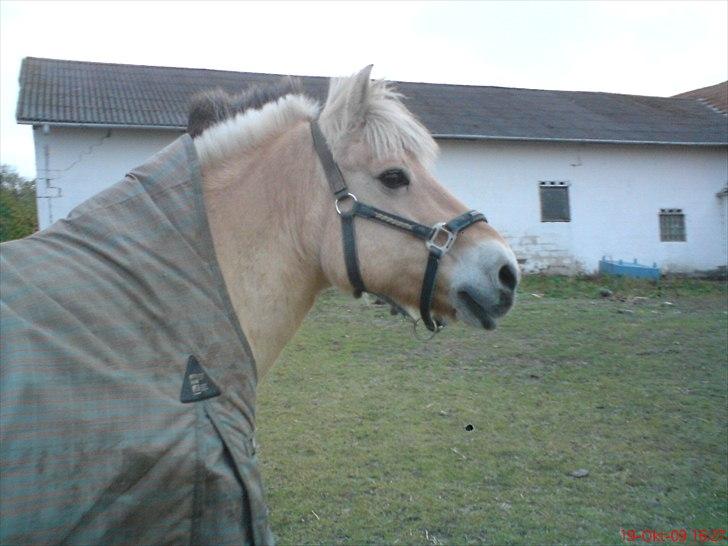 Fjordhest Tulle Tøsen - Tulle <3 billede 2