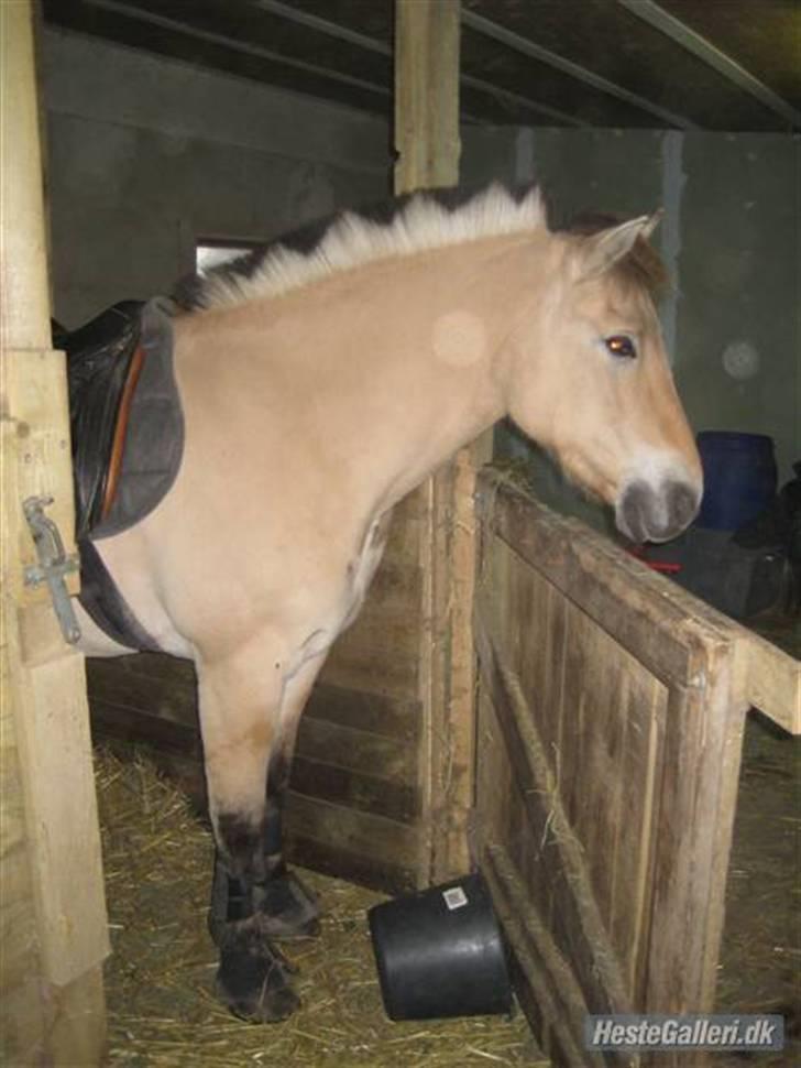 Fjordhest Marco Luneborg (gl. part) - Velkommen til Malle! :P, læg meget gerne en fair bedømmelse og kommentar:)<33 billede 1