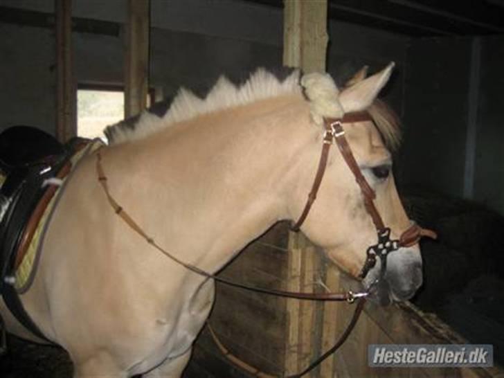 Fjordhest Marco Luneborg (gl. part) billede 2