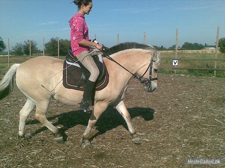 Fjordhest Tulle Tøsen - Dressur i sommers. billede 3