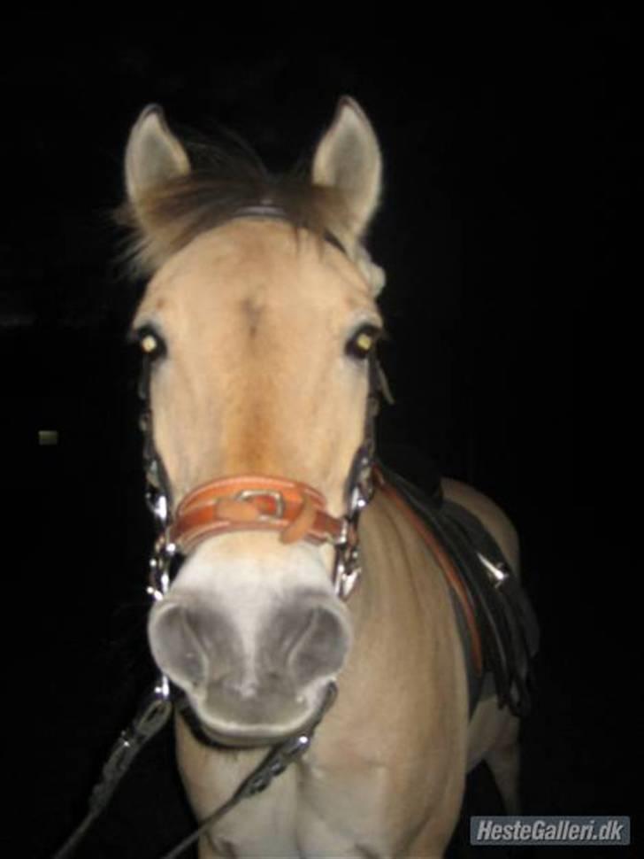 Fjordhest Marco Luneborg (gl. part) billede 4