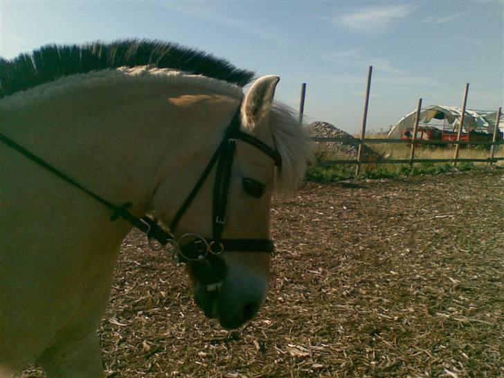 Fjordhest Tulle Tøsen - Dressur i sommers. billede 4