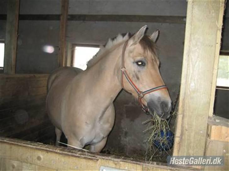 Fjordhest Marco Luneborg (gl. part) billede 6