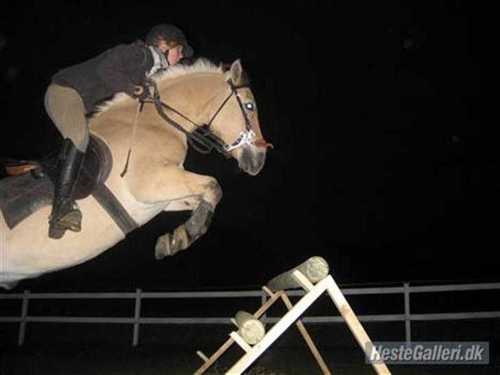 Fjordhest Marco Luneborg (gl. part) billede 7