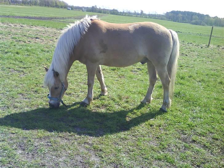 Haflinger |Elvis| solgt:'(. -   12) Min egen hest!!;) billede 12