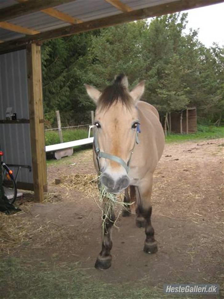 Fjordhest Marco Luneborg (gl. part) billede 9