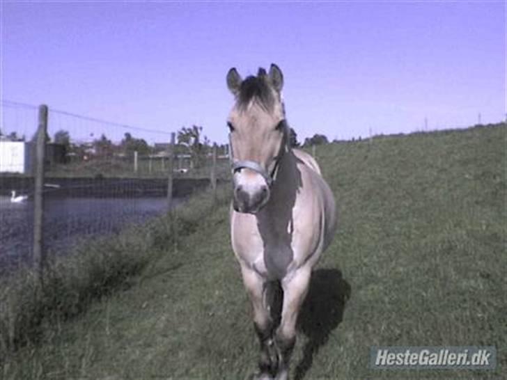 Fjordhest Marco Luneborg (gl. part) billede 10