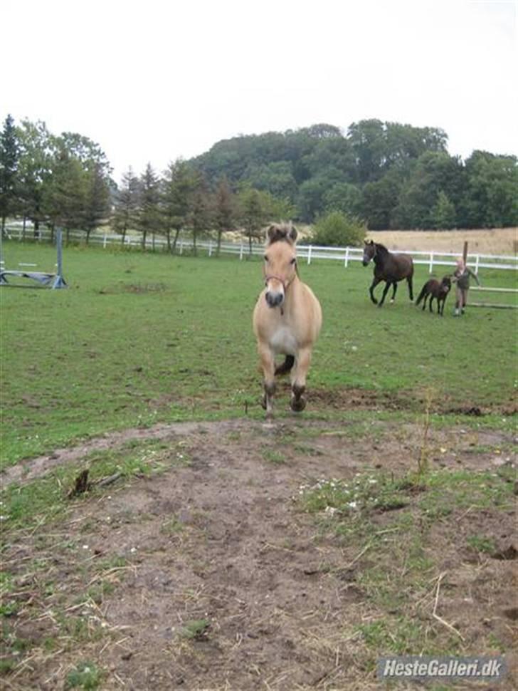 Fjordhest Marco Luneborg (gl. part) billede 11