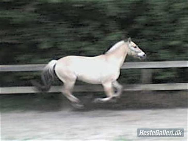 Fjordhest Marco Luneborg (gl. part) billede 12