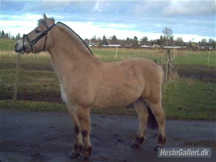 Fjordhest Marco Luneborg (gl. part) billede 13