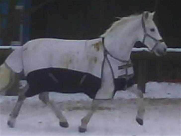 Anden særlig race Silver SOLGT! - Silver på fold foto: mig selv billede 6