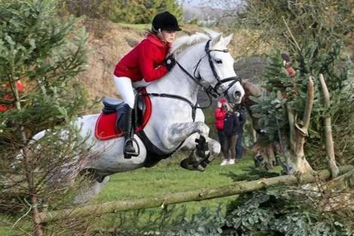Anden særlig race Silver SOLGT! - Hubertusjagt på Kalle<3Dette billede var i Amtsavisen. billede 7