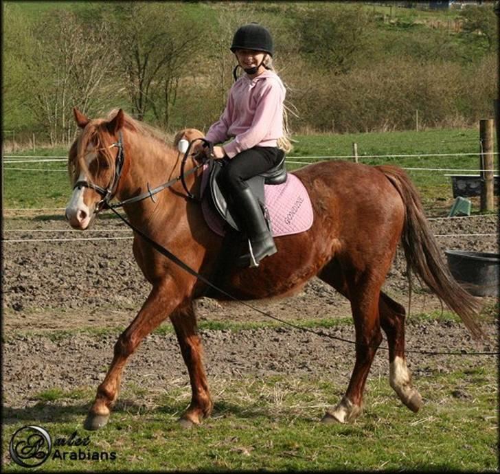 Welsh Pony (sec B) Gondine - SOLGT billede 14