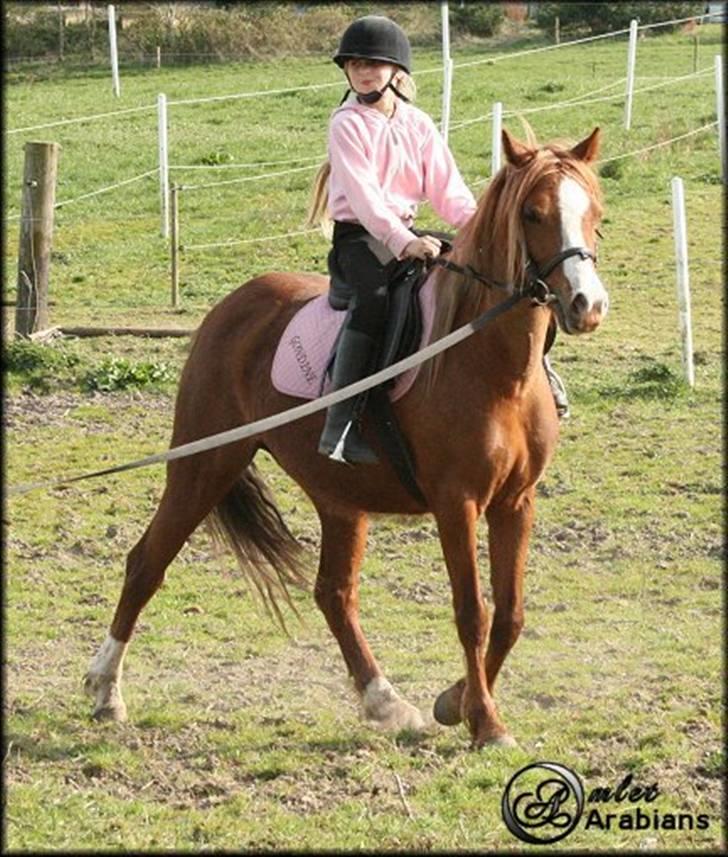 Welsh Pony (sec B) Gondine - SOLGT billede 16